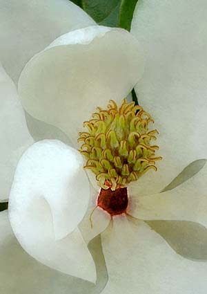 solitaire